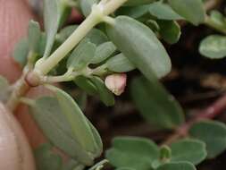 Imagem de Euphorbia taihsiensis (Chaw & Koutnik) Oudejans