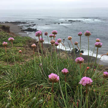 Imagem de Armeria maritima (Mill.) Willd.