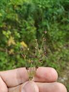 Слика од Juncus alpinoarticulatus Chaix