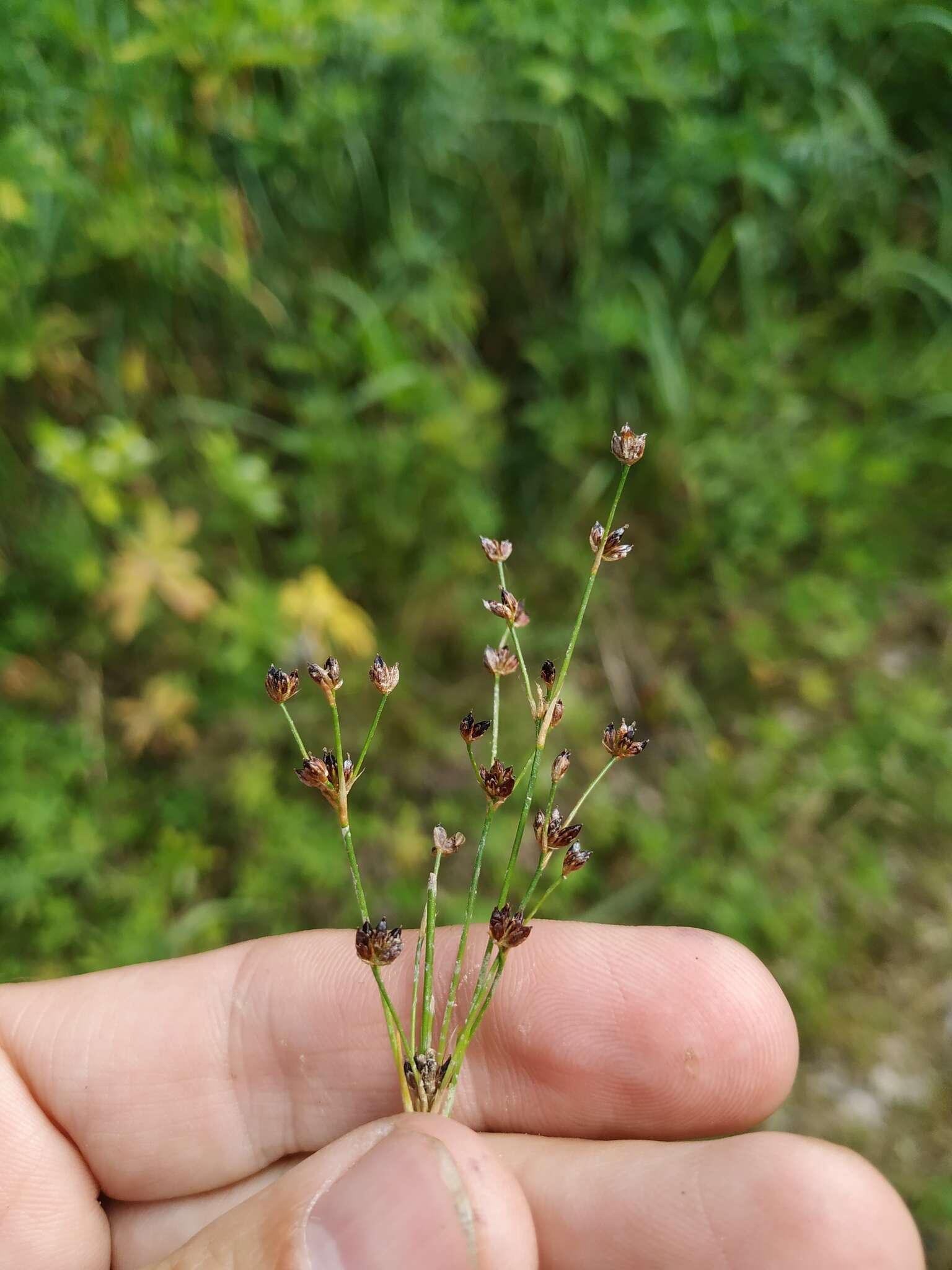 Слика од Juncus alpinoarticulatus Chaix