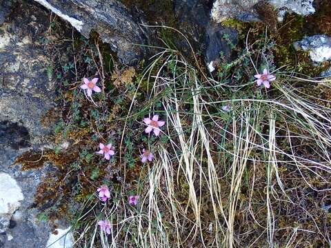 Image of purple mountain saxifrage