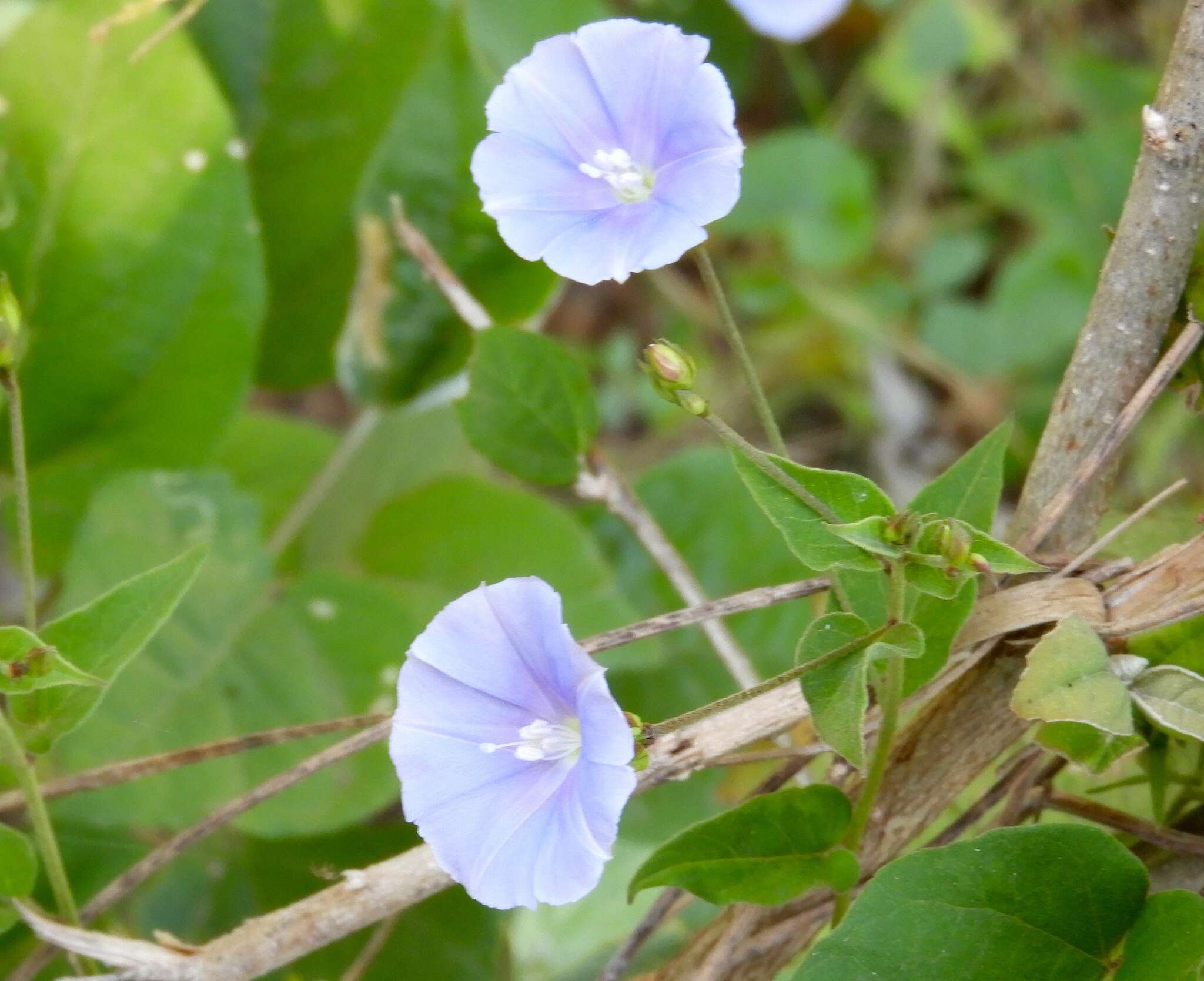 Sivun Jacquemontia pringlei A. Gray kuva