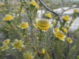 Plancia ëd Leucadendron coriaceum Philipps & Hutchinson