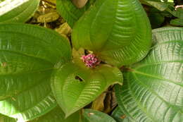 Слика од Phyllagathis rotundifolia (Jack) Bl.