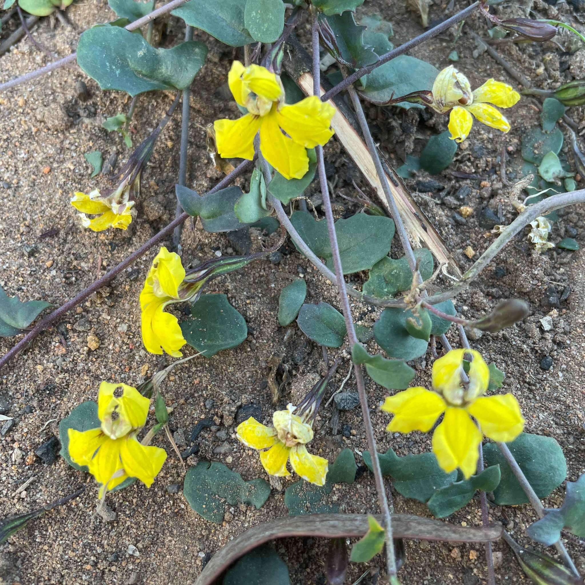 Слика од Goodenia glabra R. Br.