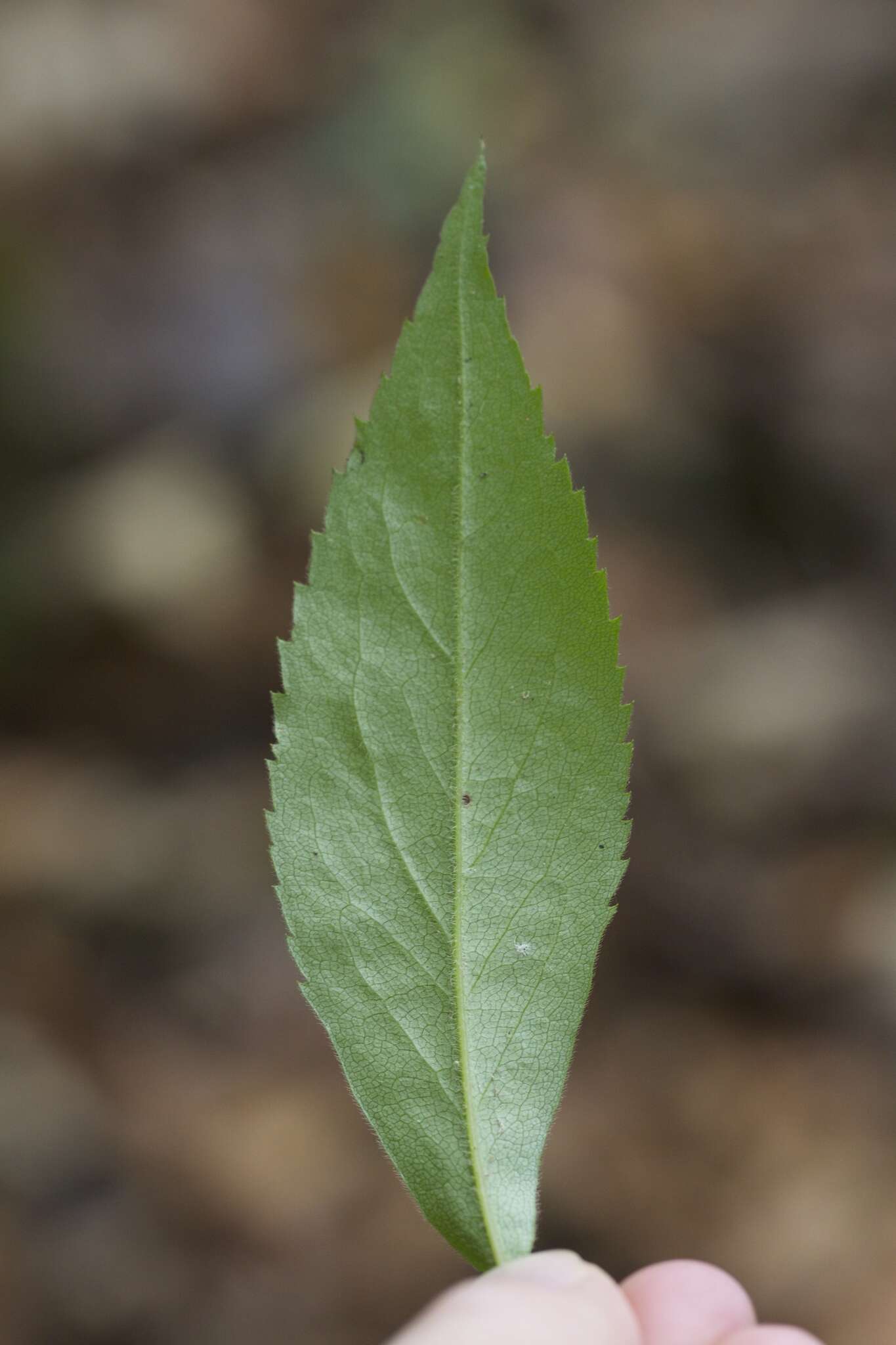 Image of mountain goldenrod