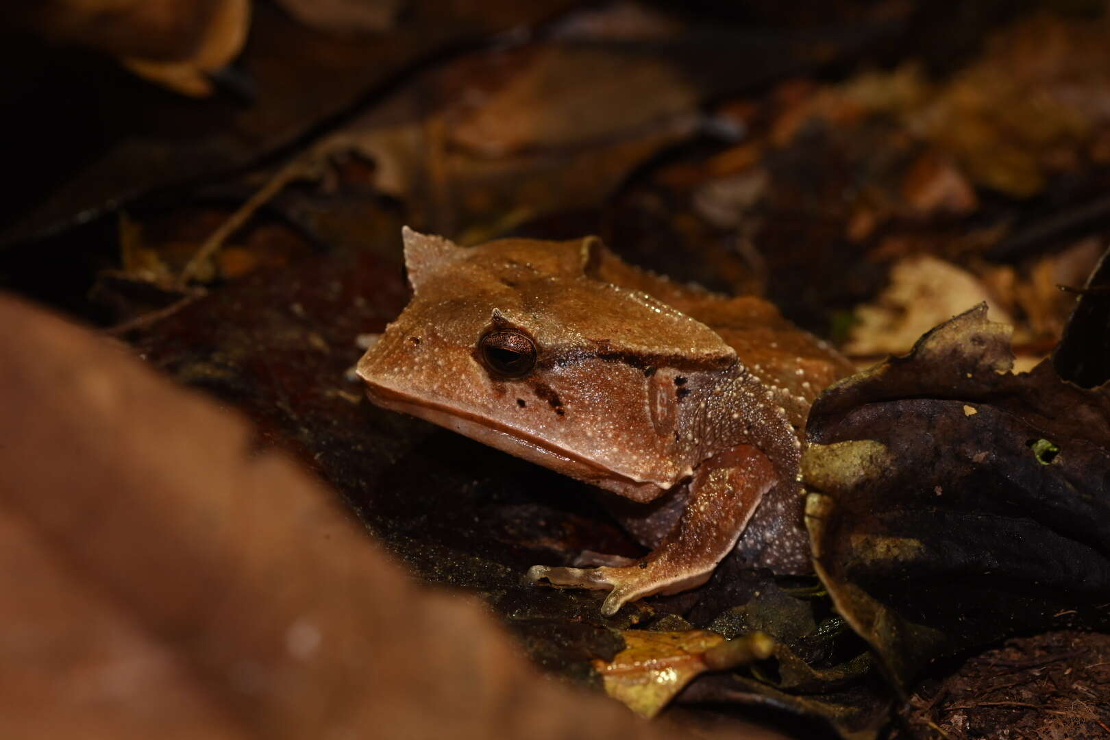 Image de Hemiphractus scutatus (Spix 1824)