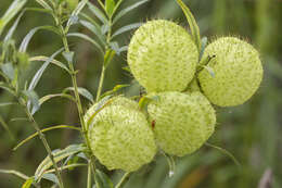 Plancia ëd Gomphocarpus physocarpus E. Meyer