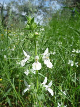 Image of Stachys spinulosa Sm.