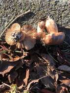 Tricholoma subannulatum (Peck) Zeller 1922 resmi