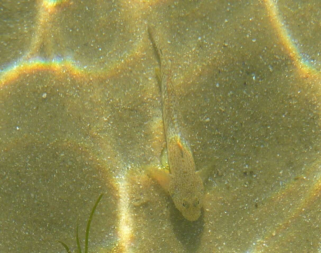 Image of Long finned goby