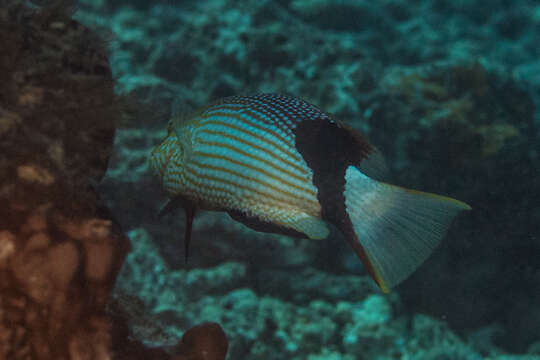 Bodianus loxozonus (Snyder 1908) resmi