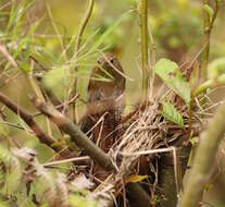 Image of Russet Bush Warbler