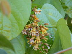 Image of Bignonia hyacinthina (Standl.) L. G. Lohmann