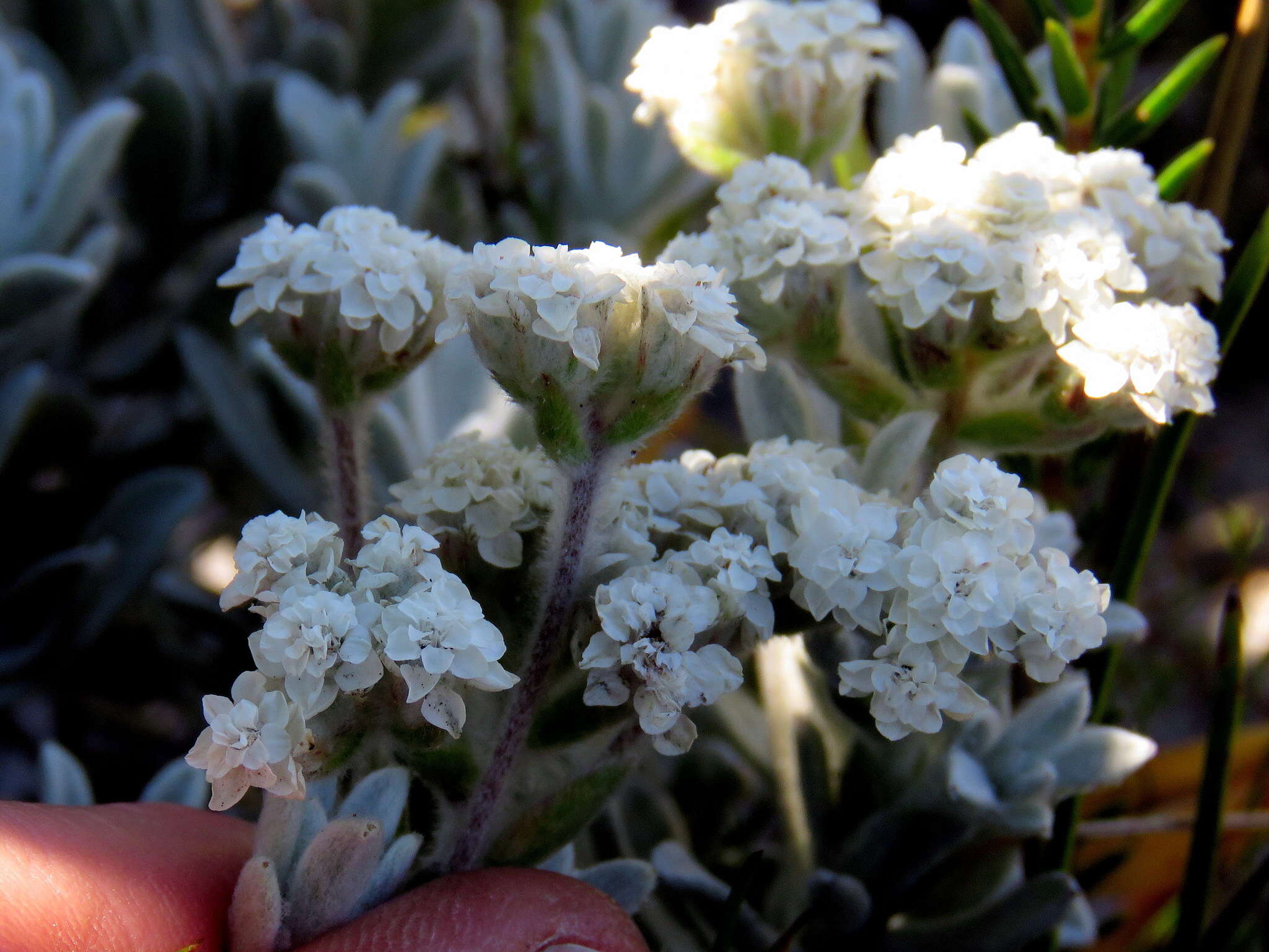 Petalacte coronata (L.) D. Don resmi