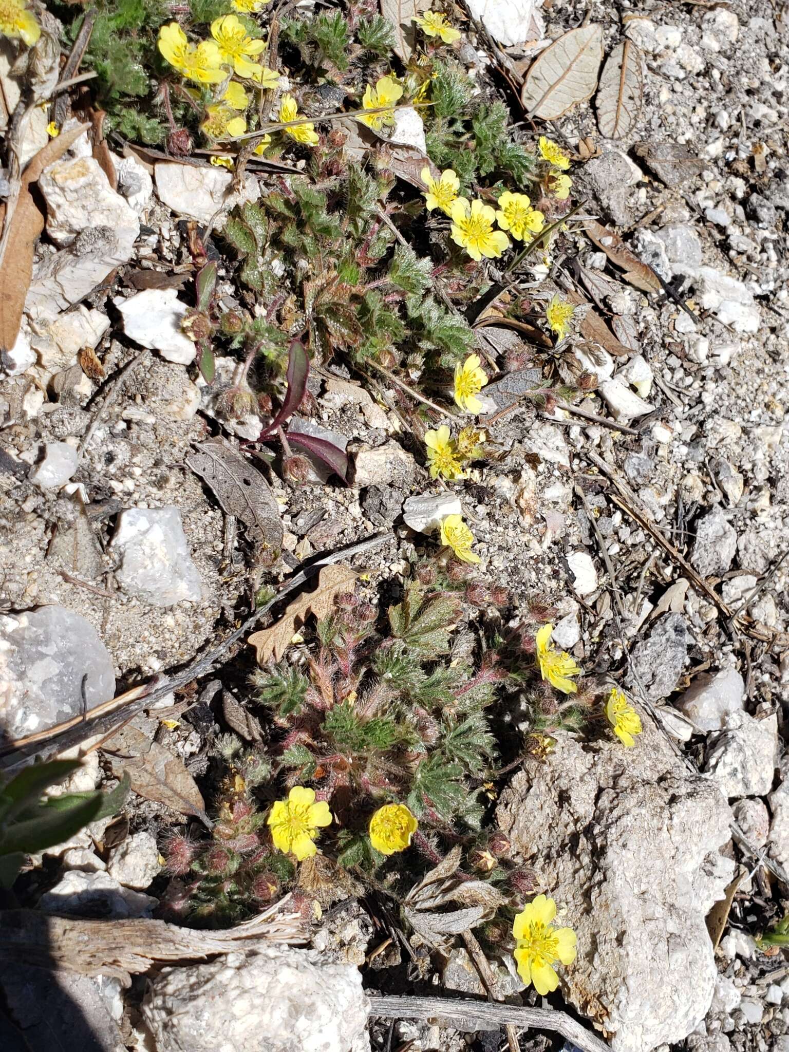 Image of Navajo cinquefoil