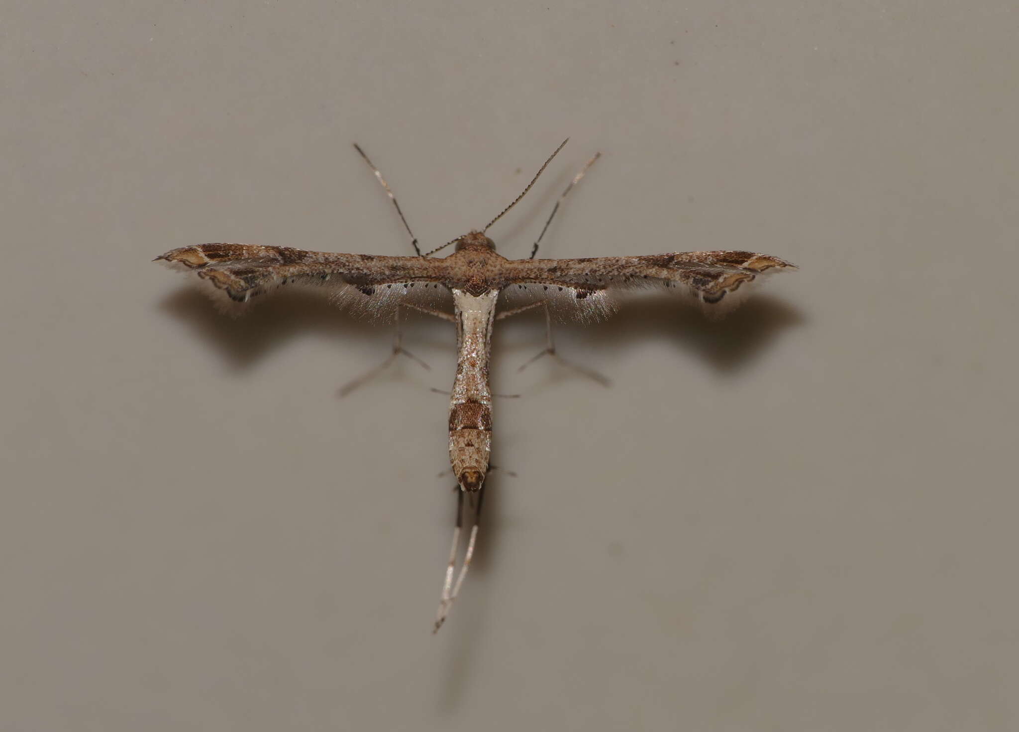 Image of Lantana plume moth