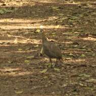 Image of Solitary Tinamou