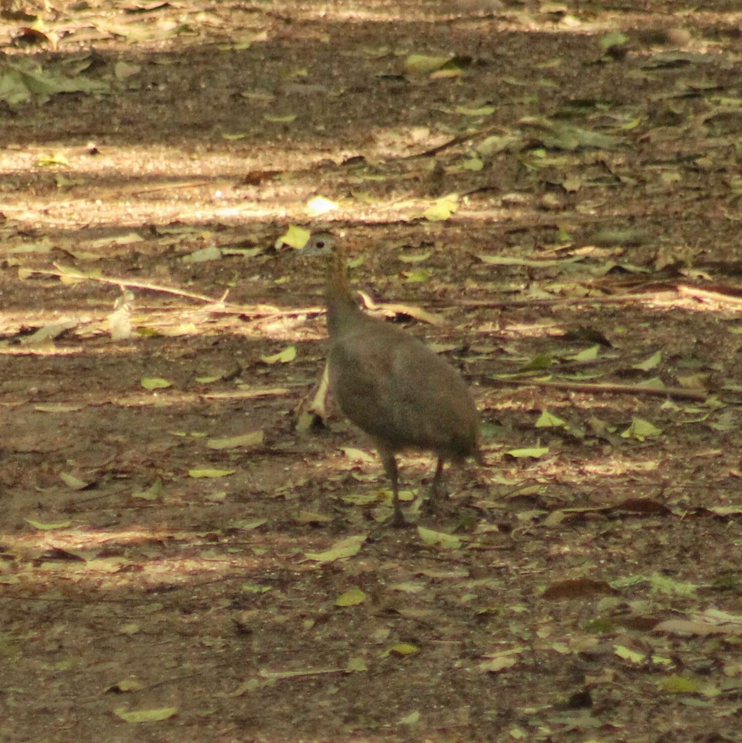 Image of Solitary Tinamou