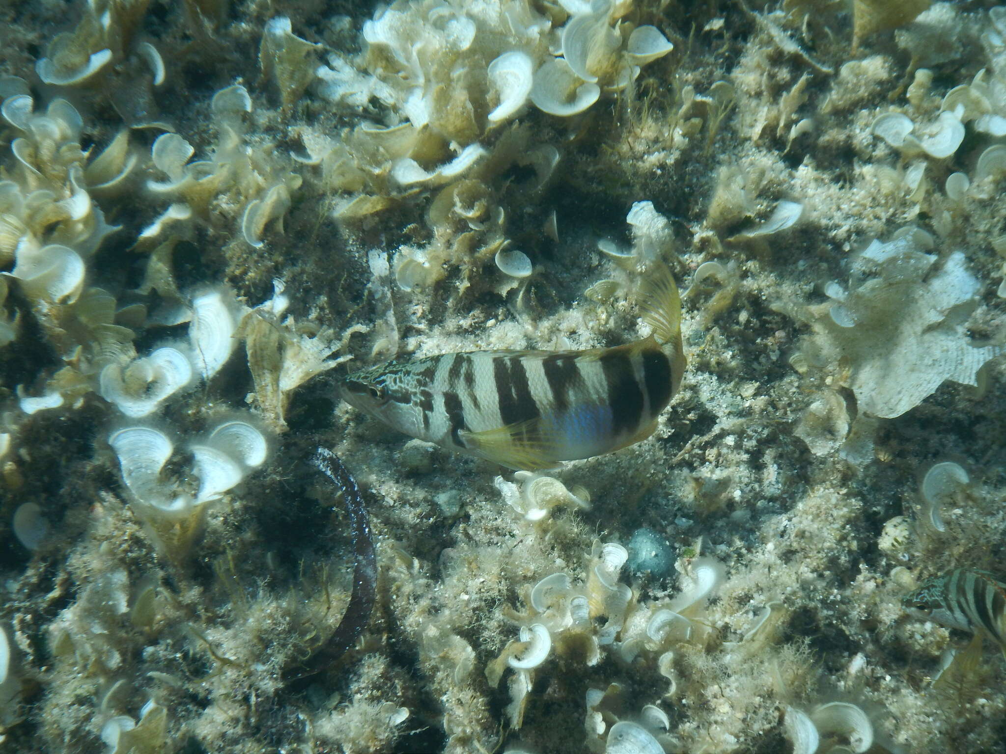 Image of Serranus scriba (Linnaeus 1758)