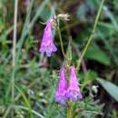 Image of Metcalfe's beardtongue