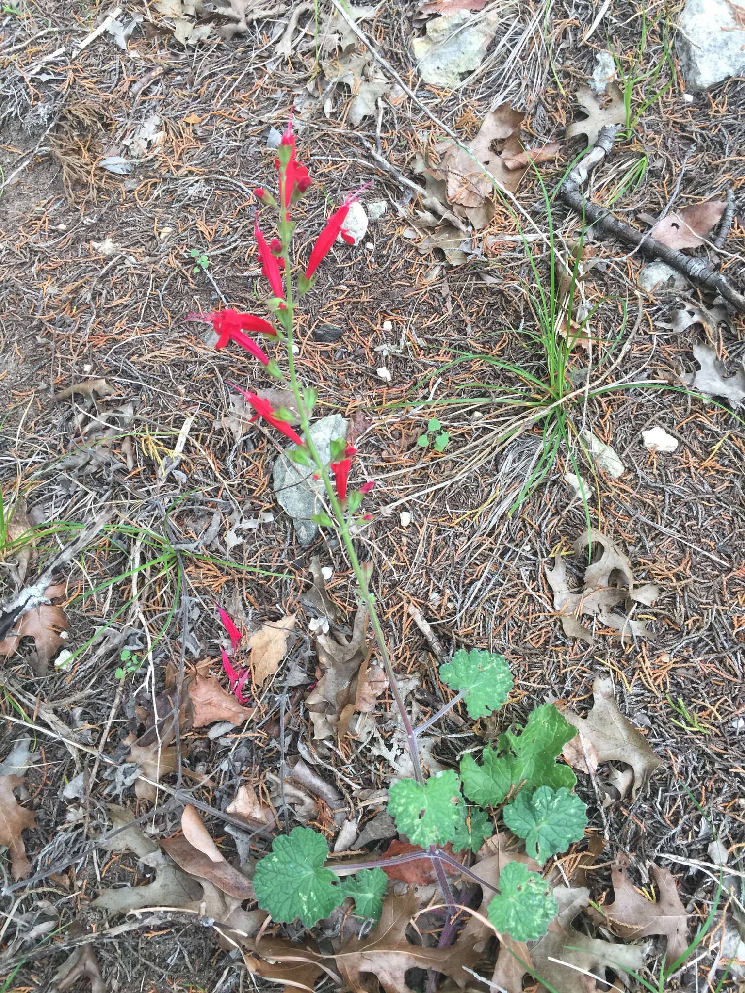 Imagem de Salvia roemeriana Scheele