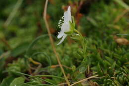 Image of Arenaria ciliata subsp. multicaulis (L.) Arcangeli