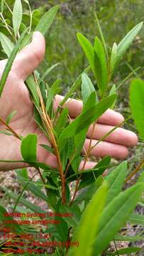 Image of Dodonaea serratifolia Mc Gillivray