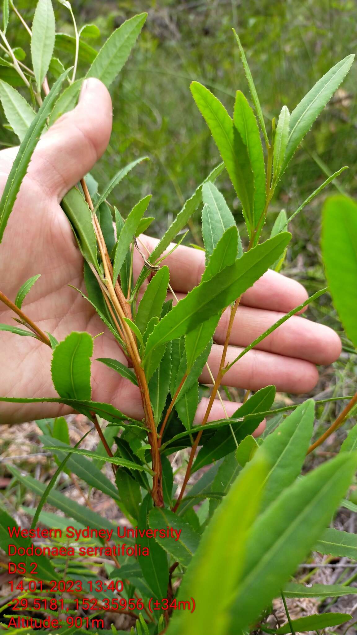 Image of Dodonaea serratifolia Mc Gillivray