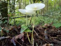 Image of Leucocoprinus fragilissimus (Ravenel ex Berk. & M. A. Curtis) Pat. 1900