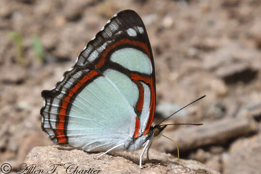 Image of Double-banded Banner