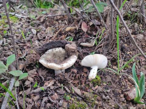 Image of Russula monspeliensis Sarnari 1987