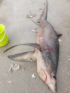 Image of Bigeye Thresher Shark