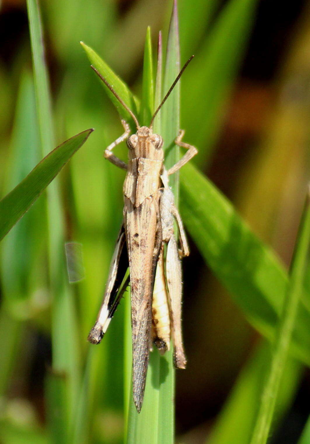 Image of Morphacris fasciata (Thunberg 1815)