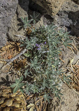 Image of stemless dwarf lupine