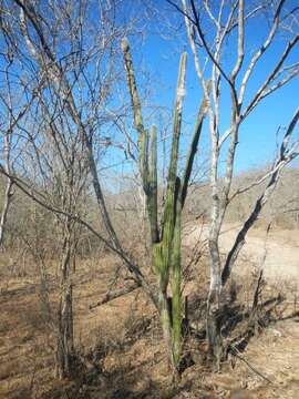 Image of Pilosocereus alensis (F. A. C. Weber ex Rol.-Goss.) Byles & G. D. Rowley