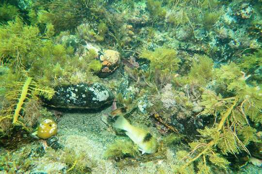 Image of Blue-throated parrotfish