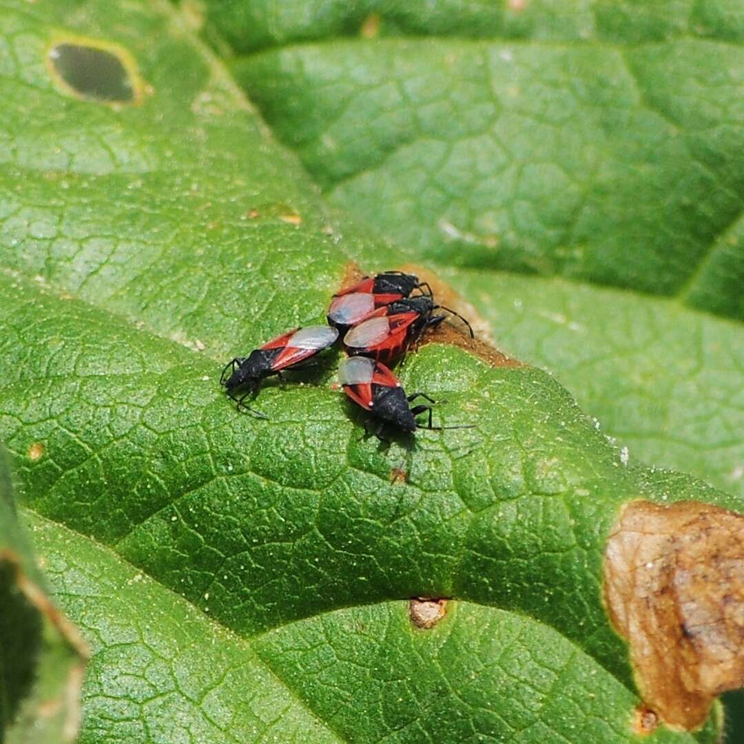 Image de Oxycarenus (Oxycarenus) lavaterae Fabricius & J. C. 1787