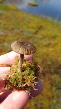 Image of Arrhenia gerardiana (Peck) Elborne 2008