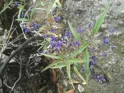 Image de Trichostema laxum A. Gray