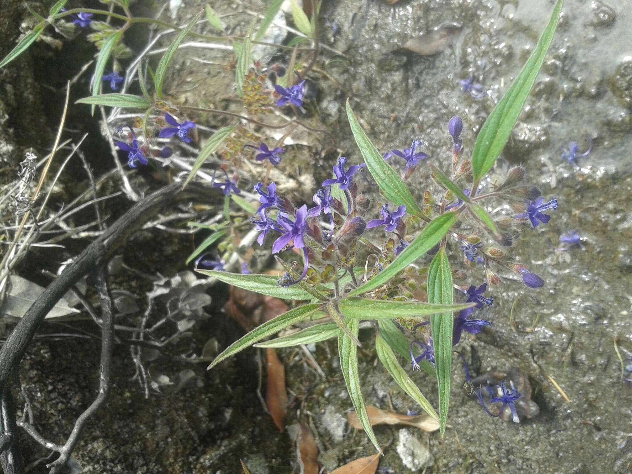 Image de Trichostema laxum A. Gray