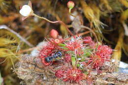 Image of Drosera pygmaea DC.