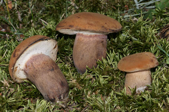 Tylopilus ferrugineus (Frost) Singer 1947 resmi