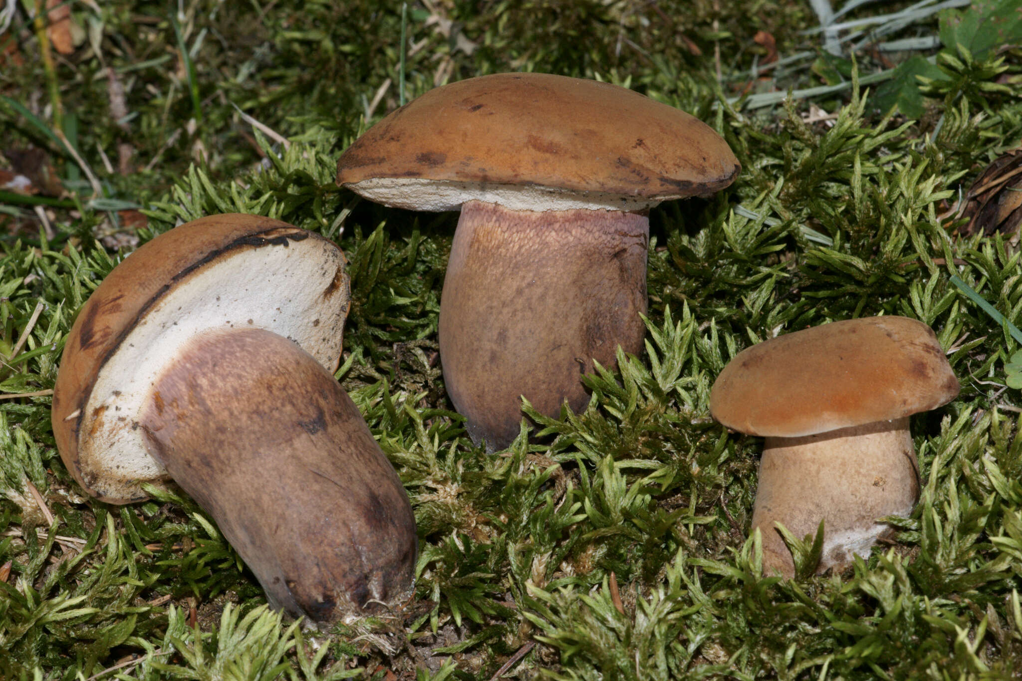 Sivun Tylopilus ferrugineus (Frost) Singer 1947 kuva