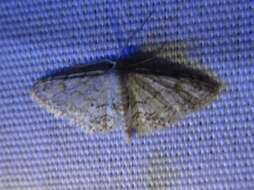 صورة Idaea violacearia Walker 1861