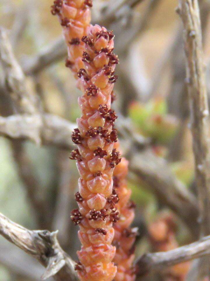 Слика од Crassula muscosa L.