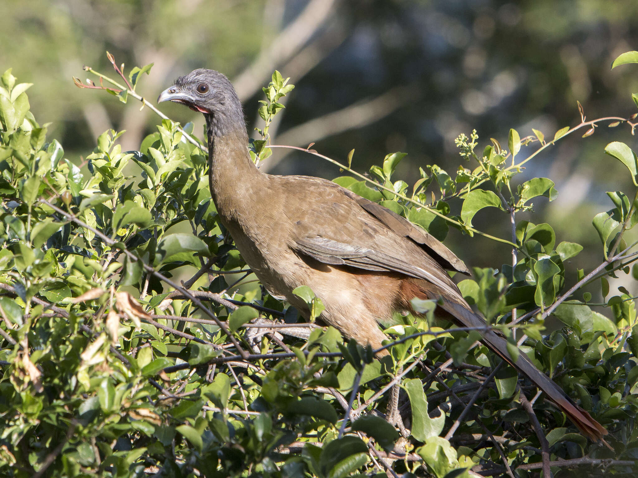 Image of Rufous-vented Chachalaca