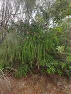 صورة Melaleuca hypericifolia Sm.