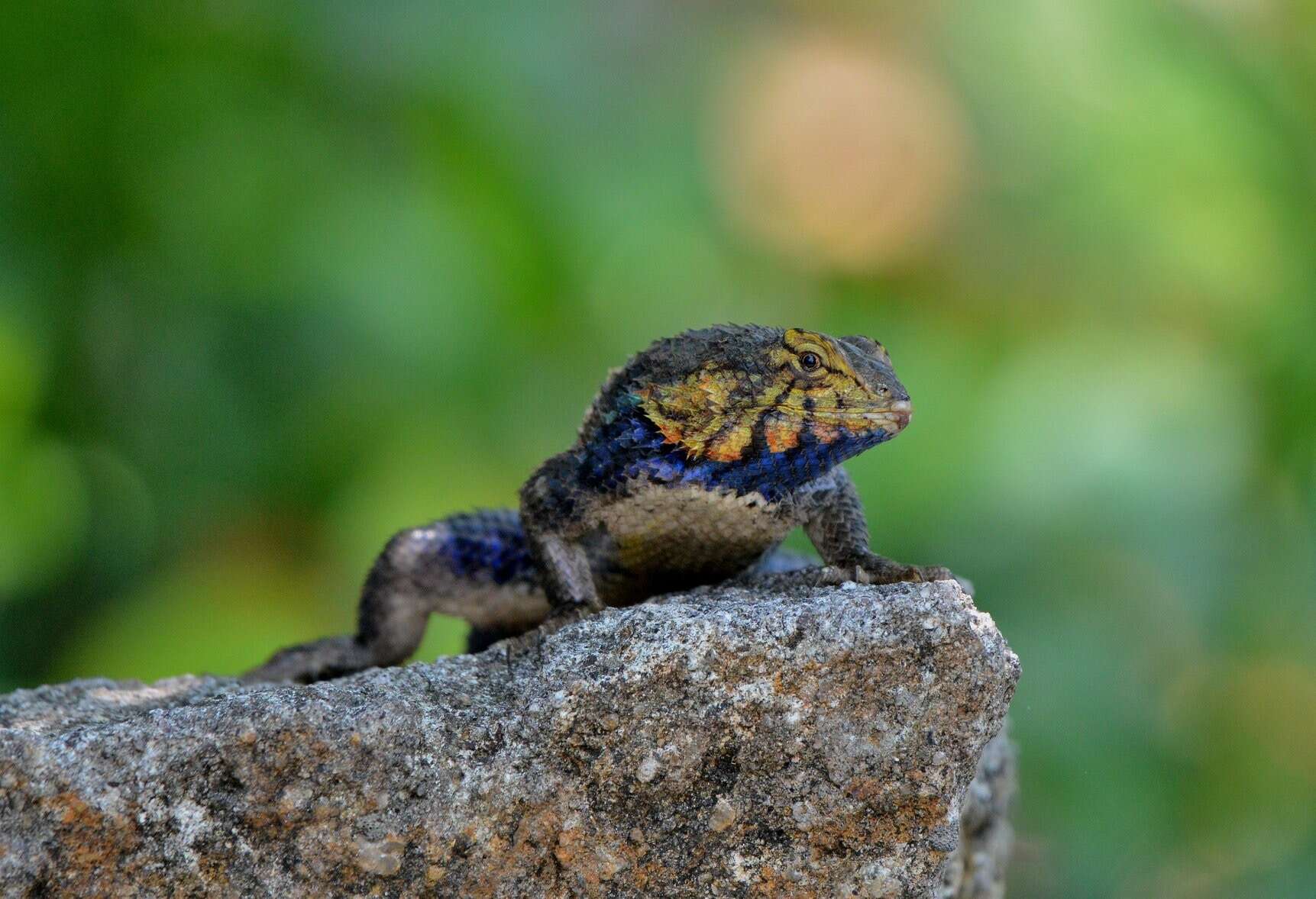 Image of Sceloporus horridus Wiegmann 1834