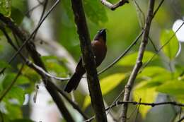 Image of Black-cheeked Ant Tanager